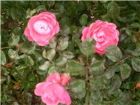 ebb704dd-Picture 787.jpg